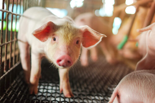 【ブログ運営】３ヶ月間、３日に１回更新してみた結果【サイゼリヤ】